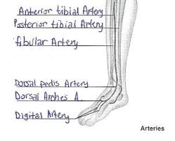 Exercise 32 Anatomy Of Blood Vessels Flashcards Easy