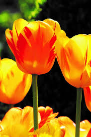 Trova una vasta selezione di piante, semi e bulbi fiori argilla a prezzi vantaggiosi su ebay. Tulipani Gialli Arancio Fiori Tulipani Piantare