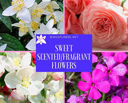 Top 50 Best Fragrant Flowers