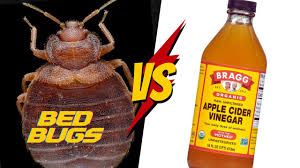 does vinegar kill bed bugs a quick