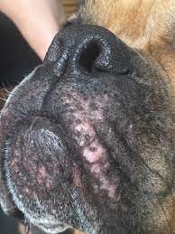 what are these red rashes around my dog