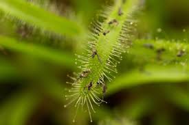 fungus gnats in houseplants