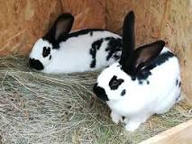 Image result for Giant rabbits For Sale