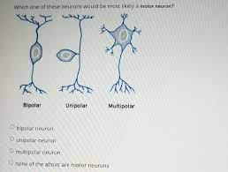 solved which one of these neurons would