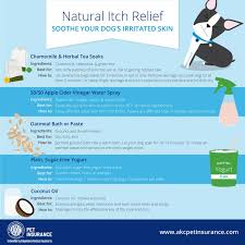 natural remes to help your itchy dog