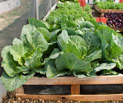 5 Tips For An Economical Veggie Patch
