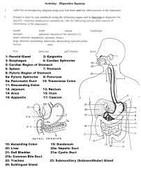 Anatomy & physiology coloring workbook: Anatomy And Physiology Coloring Workbook Answer Key New Coloring Pages 918x1188 Hum Body Systems Worksheets Digestive System Worksheet Digestive System Anatomy