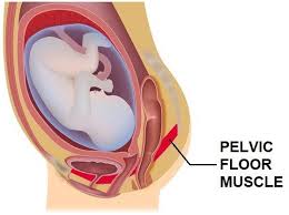 pelvic floor treatment for prenatal and