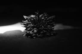free images dead flower low key bw