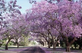 13 flowering southern trees to plant in