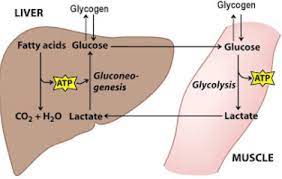 The glucose that is not used immediately is converted in the liver and muscles into glycogen for storage by the process of glycogenesis. The Stored Food Material Found In Muscles Is