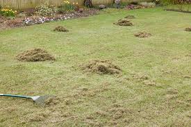 Lawn Care Dealing With Moss And