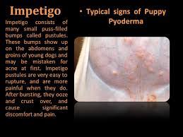 Impetigo is a contagious skin infection caused by staph or strep. Presentation Puppy Pyoderma Ppt Download