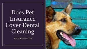 While some base accident coverage includes treatment for dental issues related to injuries, additional optional coverage can help you get reimbursed for annual dental cleanings. Does Pet Insurance Cover Dental Cleaning Dog Pursuits