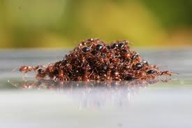how corrie moreau is making ants the