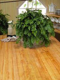how to take care of a fern indoors