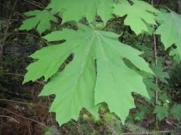 big leaf maple acer macrophyllum