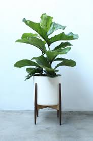 We've wanted to do it. Wonderful Modern Plant Stands That Will Admire You In Pictures Decoratorist