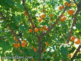 fruit tree varieties for arizona