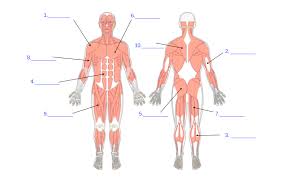 Muscle Diagram Quiz Minus Abdominal And Biceps Diagram