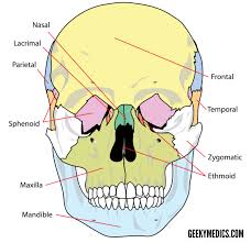The occipital bone surrounds a large opening known as the foramen magnum. Bones Of The Skull Skull Osteology Anatomy Geeky Medics
