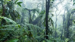 tropical rainforest guide how