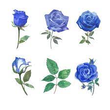 blue rose images free on freepik