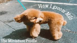 mini poodle in a teddy bear clip