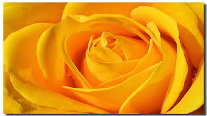 single yellow rose flower yellow