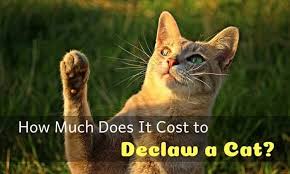 how much does it cost to declaw a cat