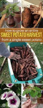 how to grow sweet potatoes from sweet