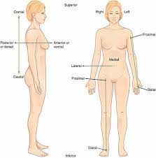 anatomical position definition and