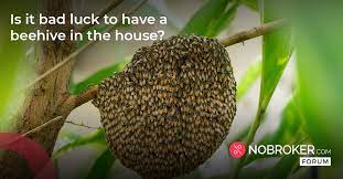 honey bee nest in house is good or bad