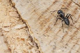 carpenter ants without poisoning your pets
