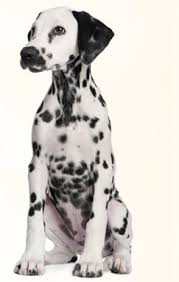 Come meet these sweeties today! Dalmatian
