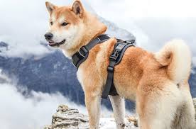 Top 10 Best Small And Large Dog Harnesses Vests Reviews In