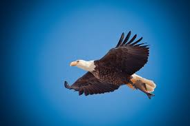 Résultat de recherche d'images pour "banner of an eagle flight"