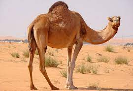 Contextual translation of essay about camel into hindi. About Camel In Hindi à¤° à¤— à¤¸ à¤¤ à¤¨ à¤• à¤œà¤¹ à¤œ à¤Š à¤Ÿ à¤¸ à¤œ à¤¡ 20 à¤—à¤œà¤¬ à¤• à¤¬ à¤¤