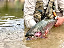 rainbow trout utah fly fishing lodge