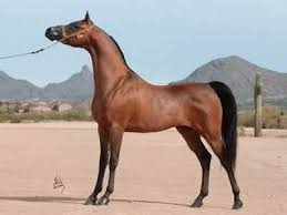 هذا المنتدى يختص ببيع الخيول العربيه الصيله والمجنه Images?q=tbn:ANd9GcSEmv-MjXj3kQM5_gNcz-JawshfjWEPG-80cK2EN8Ayc4i23KDQ
