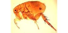 what-diseases-can-humans-get-from-fleas