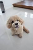 Cavapoo Mixed Dog Breed Pictures, Characteristics, & Facts