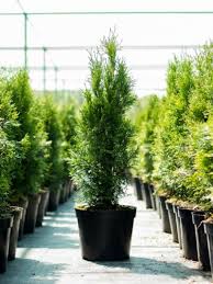 Conifers That Grow Well In Pots