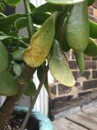With proper care, jade plants can grow to a height of 2 feet or.6 meters. Cactus And Succulents Forum Jade Plant Problems Garden Org