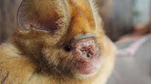 newly discovered bats are to