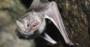 are bats dangerous a z s