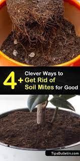 4 Clever Ways To Get Rid Of Soil Mites