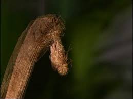 stick insect natural history you