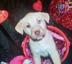 Check spelling or type a new query. Pitsky Puppies For Sale In Sacramento California Classified Americanlisted Com