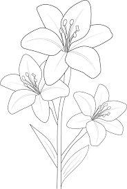 lily flower drawing vector sketch hand